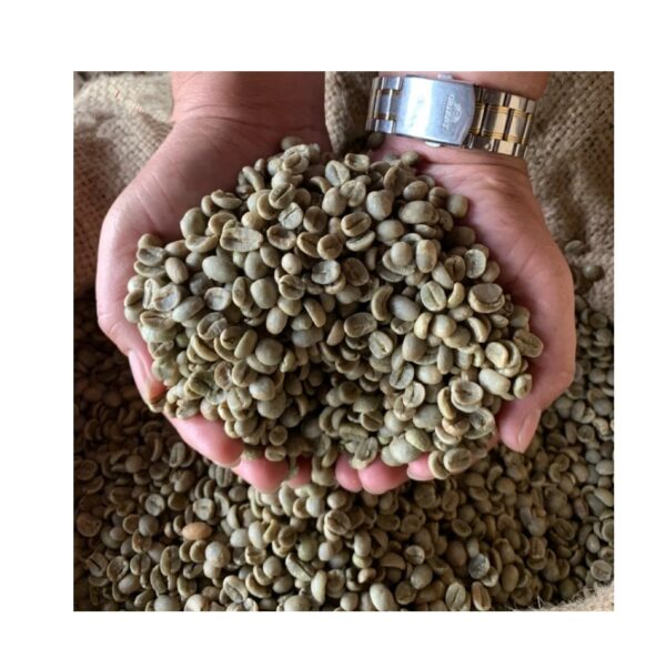 High quality Green Arabica coffee beans S18 from highlands Cau Dat Da Lat Vietnam Raw coffee processing semi washed for sale