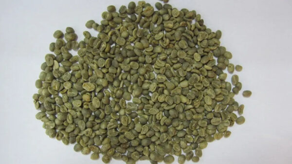 Vietnam Best Coffee for Export: 100% Robusta Green Coffee Beans in Bulk Quantities with Exceptional Health Benefits - Image 2