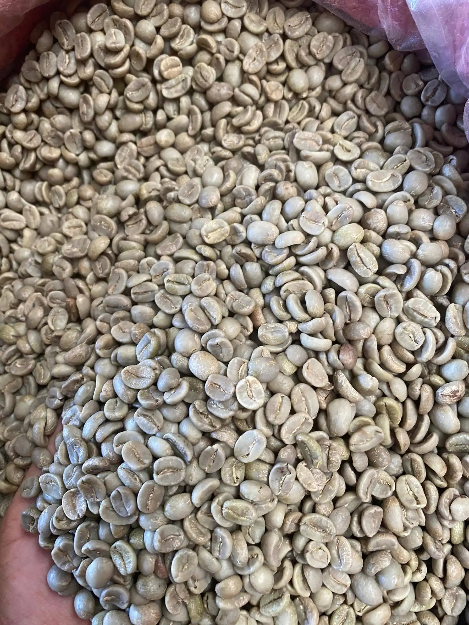 Best Price Robusta Coffee Bean Organic Fresh Raw Roasted High quality Arabica Traditional Coffee - Image 2