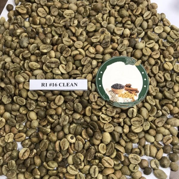 Coffee products green coffee beans robusta common beans robusta green coffee Screen 14/16/18 - Image 2