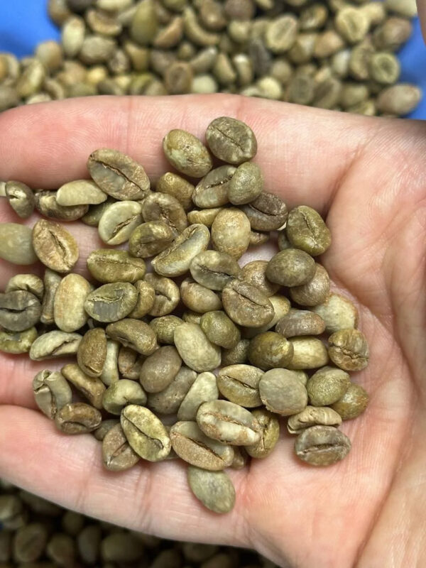Best Selling New Crop Green Bean Coffee Robusta/Arabica Whole Beans High Quality Roasted Coffee at Good Price Packaged in Bulk - Image 2