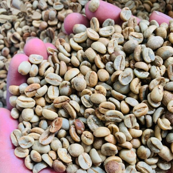 High quality Green Arabica coffee beans S18 from highlands Cau Dat Da Lat Vietnam Raw coffee processing semi washed for sale - Image 3