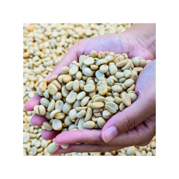 Superior Arabica Coffee Beans Washed Process Green Coffee Beans for Sale - Image 3