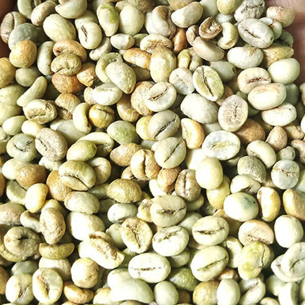 Best Price Robusta Coffee Green Beans Vietnam Coffee Full washed SCR18 Grade 1 - Image 3