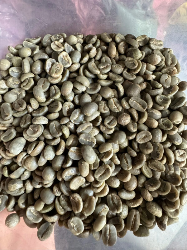 HOT SALE High Quality ARABICA Raw Green Coffee Beans Origin Vietnam with Caffeine at Competitive Price - Image 3