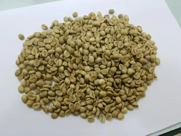 High-Quality Green Coffee Beans Robusta and Arabica Beans Screen 13-18 Available at Competitive Prices for Wholesale Sales - Image 2