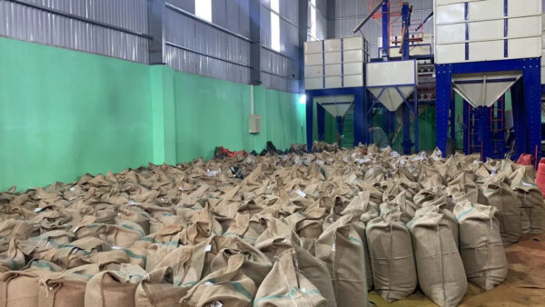 Roasted Arabica Fast Delivery Green Beans Customized Packaging Raw Coffee from Vietnam Manufacturer - Image 3