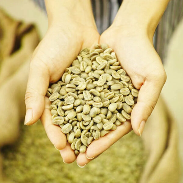 Best Price Robusta Coffee Green Beans Vietnam Coffee Full washed SCR18 Grade 1 - Image 5