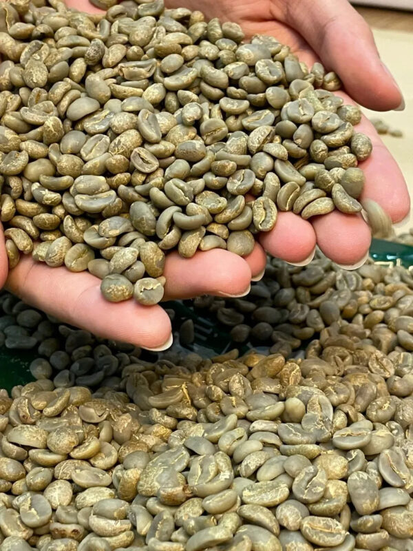 Best Selling New Crop Green Bean Coffee Robusta/Arabica Whole Beans High Quality Roasted Coffee at Good Price Packaged in Bulk - Image 5