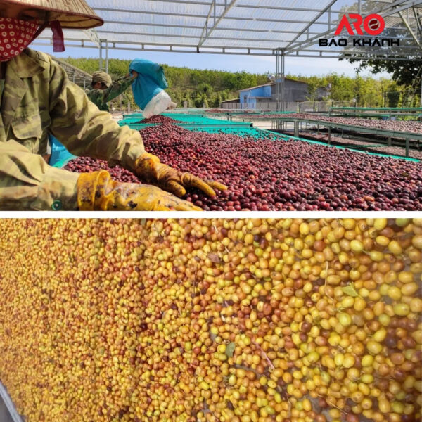 High quality Green Arabica coffee beans S18 from highlands Cau Dat Da Lat Vietnam Raw coffee processing semi washed for sale - Image 4