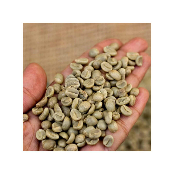 Superior Arabica Coffee Beans Washed Process Green Coffee Beans for Sale - Image 6