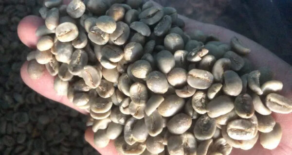 Vietnam Best Coffee for Export: 100% Robusta Green Coffee Beans in Bulk Quantities with Exceptional Health Benefits - Image 5