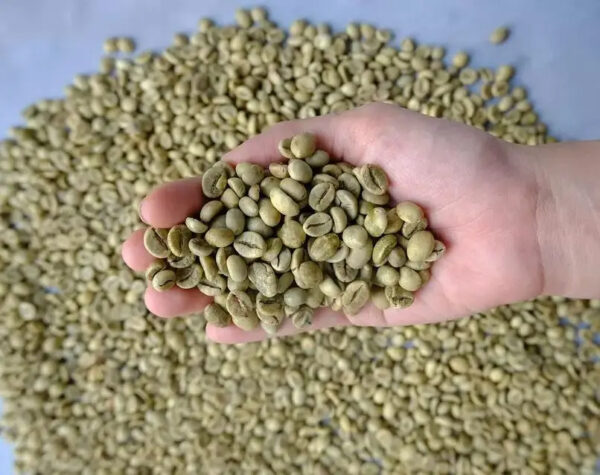 Top Quality Bulk Quantity Robusta Coffee and arabica coffee beans roasted In Factory Price - Image 6