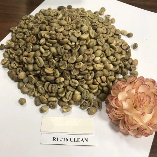 Coffee products green coffee beans robusta common beans robusta green coffee Screen 14/16/18 - Image 6