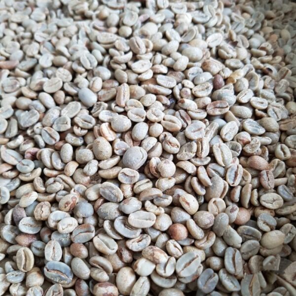 High quality Green Arabica coffee beans S18 from highlands Cau Dat Da Lat Vietnam Raw coffee processing semi washed for sale - Image 5