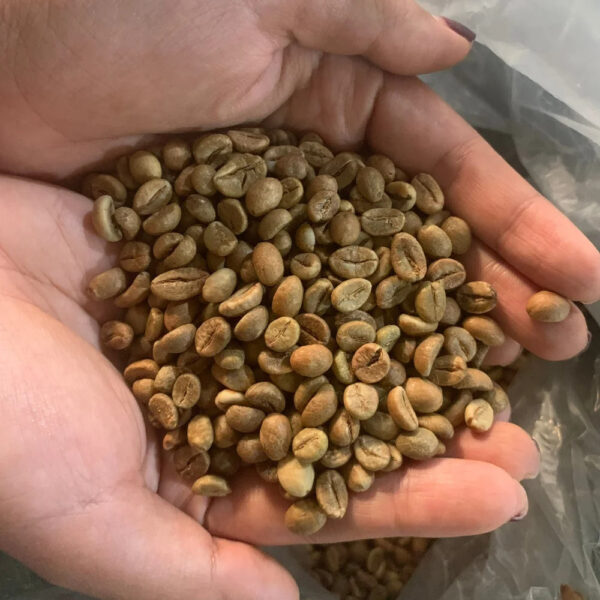 Top quality Green coffee beans Robusta S16 S18 of capital coffee in Buon Ma Thuot Vietnam processing honey Ready to Export