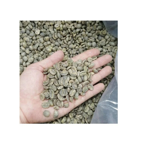 VIETNAM ARABICA GREEN COFFEE BEANS HIGH QUALITY CHEAP PRICE