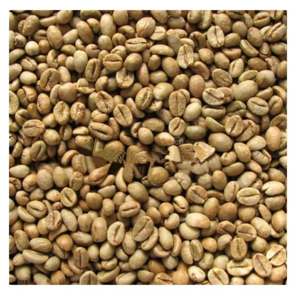 Vietnam Robusta And Arabica Green Coffee Beans High Quality Robusta Coffee good price by Vietnam