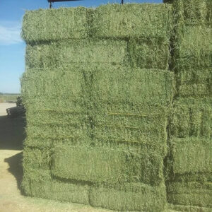 Wholesale Alfafa Hay Animal Feeding Stuff Alfalfa Hay/alfalfa hay Pellets Timothy Hay/ Alfafa in Bales Best Super Top Quality