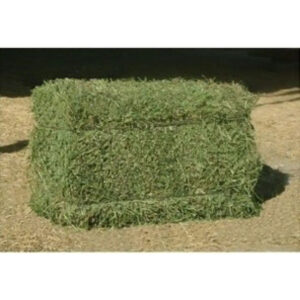 100% High Quality Alfafa Hay for Animal Feeding Stuff Alfalfa / Timothy / Alfalfa Hay for Sale