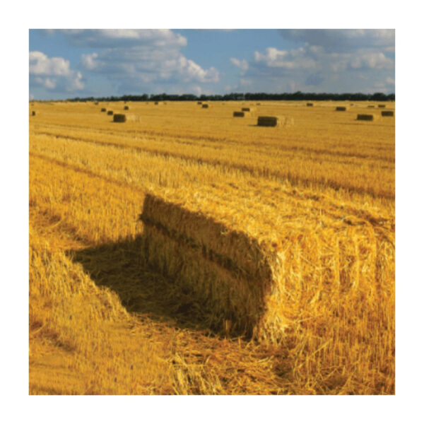 Export Quality (Wheat Straw) hay Bales Best Wheat hay Bales Alfalfa Animal Feed From Pakistan