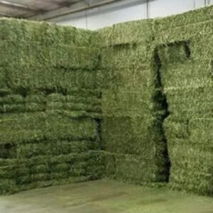 Alfalfa Hay Bales for Buy Top Quality Alfafa Hay for Animal Feeding