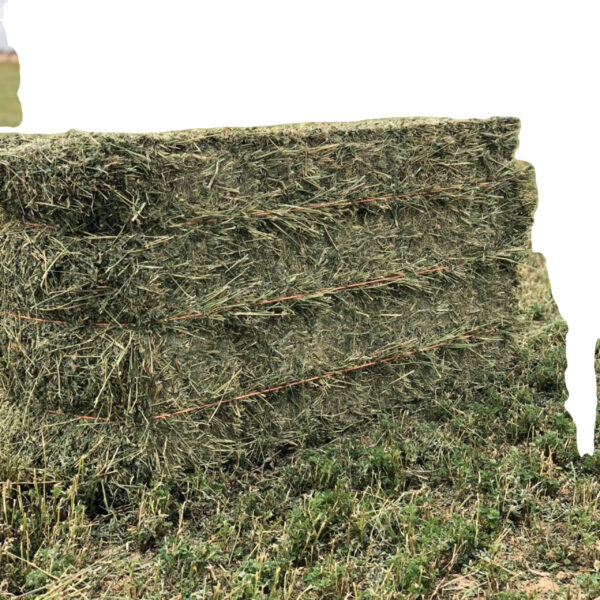 High Quality Alfalfa hay for Animal Feed Available at Factory Price Perfect for Bulk Wholesale and Livestock Farmers