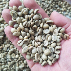 VIETNAM ROBUSTA COFFEE BEANS UNROASTED S16 WET POLISHED NEW CROP WHOLESALE LOW PRICE TOP DIRECT FARMS FACTORY