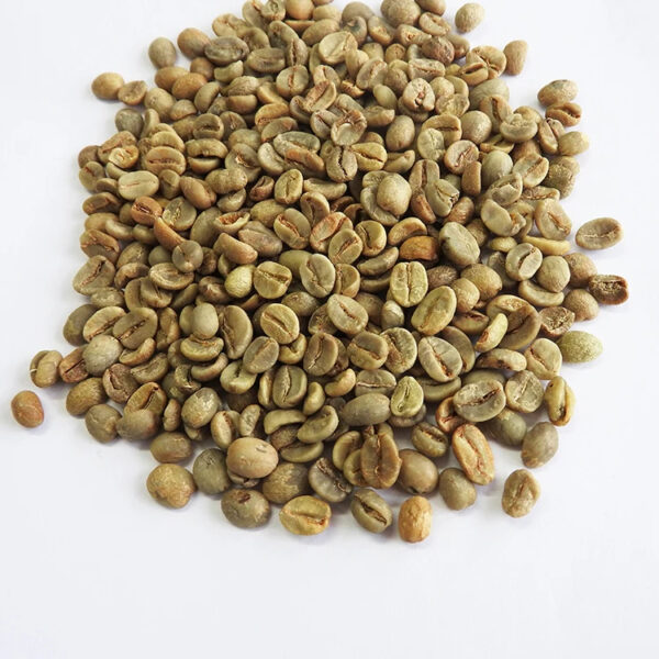 COLUMBIAN BEST SUPREMO GREEN COFFEE BEANS 100% NATURAL ARABICA AGROWELL Coffee Beans Arabica Raw Coffee
