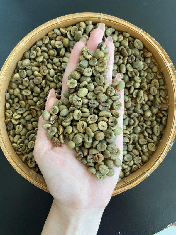 Discount Vietnam Robusta Unwashed/Clean/Wet Polished Screen SC16 / SC18 High quality Coffee - Image 2