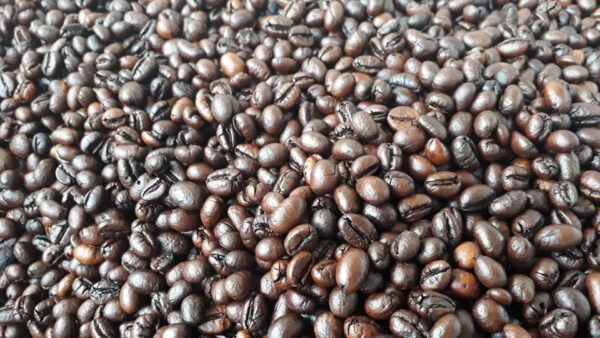 Wholesale Price Robusta Coffee Bean Organic Fresh Raw Roasted High quality Arabica Traditional Coffee - Image 2