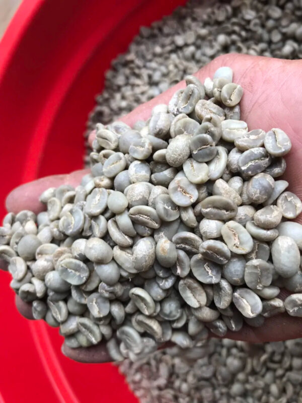 Factory Direct High Quality Arabica Coffee Beans Roasted and Dried Grade 1-2-3 with High Assurance - Image 2