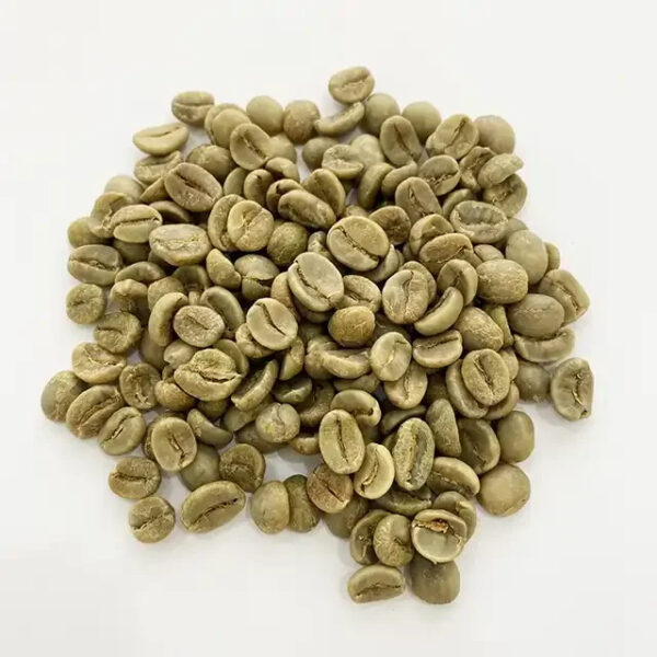 Graded Arabica Green Coffee Beans High Quality Catimor Arabica Green Coffee Beans Fully Washed Processing S16/18 from Vietnam - Image 2