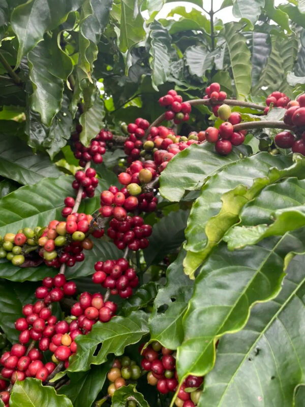 Roasted Arabica Fast Delivery Green Beans Coffee Quality Robusta Coffee Customized Packaging Green Coffee Vietnam Manufacturer - Image 2