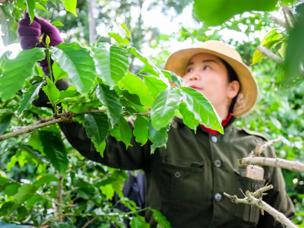 Grade 1 and grade 2 green beans arabica coffee manufacturer in Viet Nam with low MOQ 2kg ready for shipping - Image 2