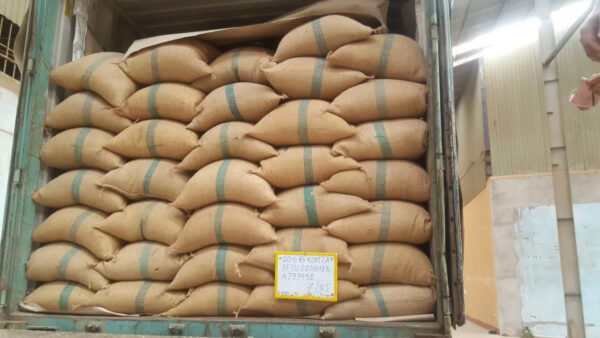 VIETNAM GREEN COFFEE BEAN ROBUSTA - Image 2