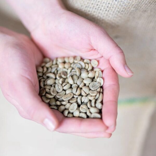 Vietnam Robusta And Arabica Green Coffee Beans High Quality Robusta Coffee good price by Vietnam - Image 3