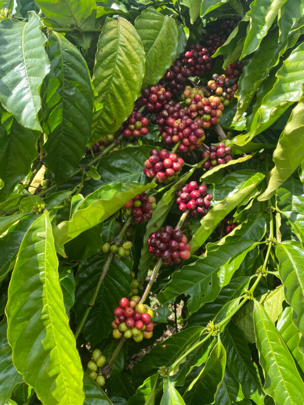 Roasted Arabica Coffee High Quality Roasted 100% Arabica Coffee beans directly from the Farm - Image 2