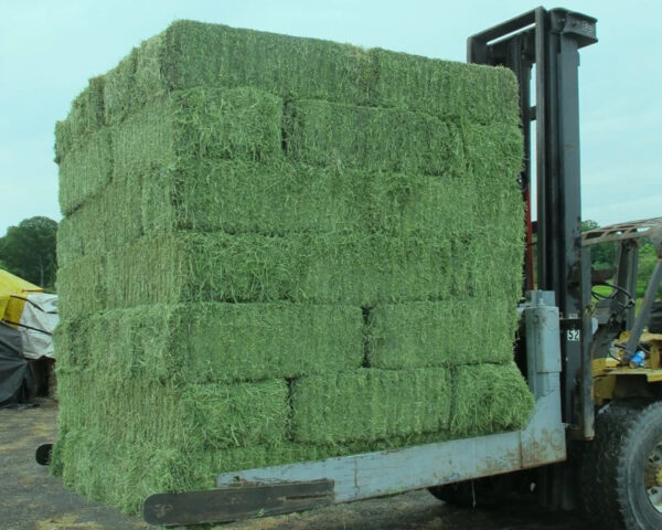 Great Quality Alfalfa Hay/Timothy Hay Green Color High in Fiber - Image 2