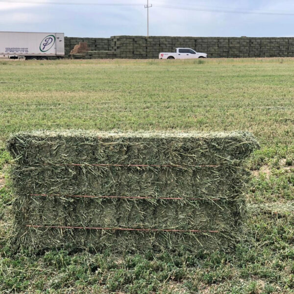 High Quality Alfalfa hay for Animal Feed Available at Factory Price Perfect for Bulk Wholesale and Livestock Farmers - Image 2