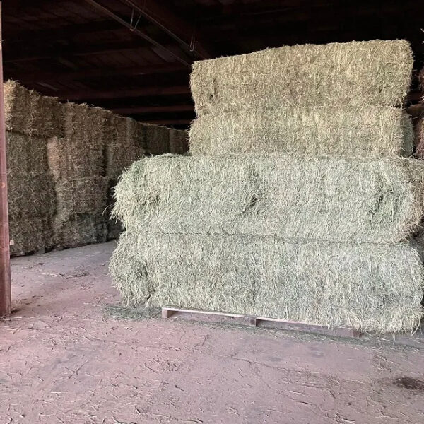 Animal Feeding Alfalfa Hay in Bales for Sale for Wholesale/ Bermuda Orchard Grass for Sale in Bulk - Image 2