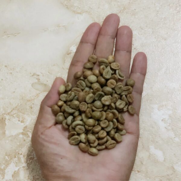 Green coffee beans Robusta S16 from Buon Me Thuot Vietnam High quality Raw coffee processing Honey Washed for sale - Image 2