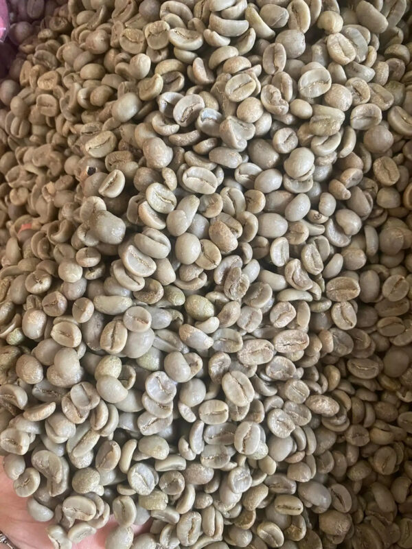 Vietnamese Robusta Coffee Green Beans ready to export around the world green beans coffee 100% Pure Dark Roasted Robusta - Image 2