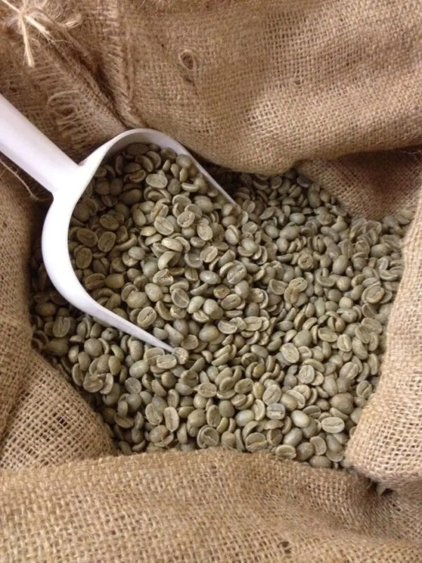 Factory sales Robusta Coffee Beans Unroasted Green - Image 2