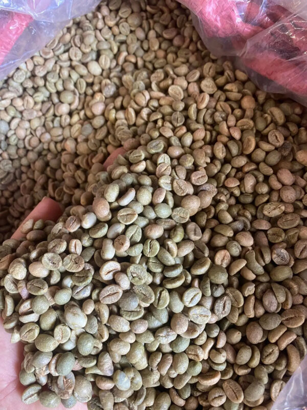 Coffee Beans High sweet balanced Coffee From Vietnam For Export Robusta Green Coffee beans Premium - Image 2