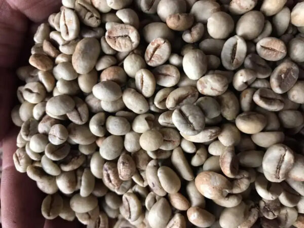 UNROASTED ARABICA GREEN COFFEE ROASTED WITH ROBUSTA GREEN COFFEE - Image 2