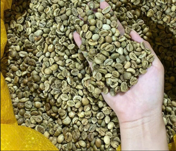 Vietnam Green Arabica Coffee Beans & Robusta Coffee Beans in Wholesome Washed Process High Quality Packaged in Bags - Image 2