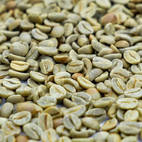 Viet Nam Green Robusta Coffee Bean Wet Polished S18 Grade 1 - Image 2