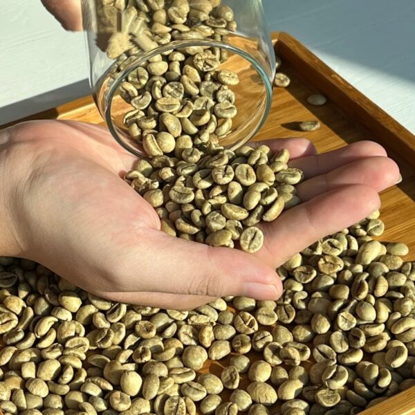 In Bulk Vietnamese Coffee 100% Pure Robusta African Coffee Beans Exercise Performance Traditional Coffee Beans - Image 3