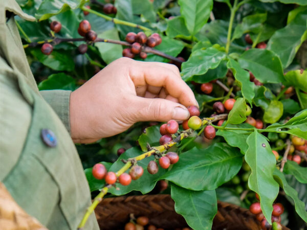 Grade 1 and grade 2 green beans arabica coffee manufacturer in Viet Nam with low MOQ 2kg ready for shipping - Image 3